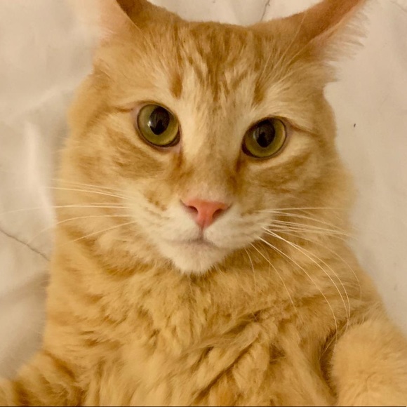 Meet your Posher, Eva - Picture 1 of 1